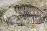 Detailed Gerastos Trilobite Fossil - Morocco #141687-1